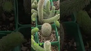 #cactus #plantas #mundoverde #foryou #parati #fypシ゚viral #viralvideo #cactusmania #cactussucculents