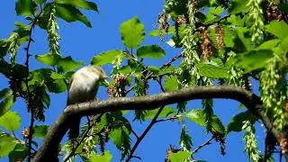 Pierwiosnka śpiew 🐦Chiffchaff song