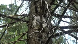 Ястреб-тетеревятник (Accipiter gentilis) [июнь 2020]