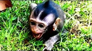 Baby Maci cry very sadly, Why Dee Dee does very nasty like this on baby, Baby Maci cry it looks pity
