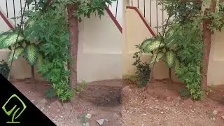 Moto G4 Play vs Redmi 3S (Prime) Camera Comparison