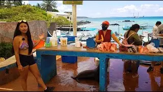 CAMILA & THE LOVELY FISH MARKET PUERTO AYORA, SANTA CRUZ ISLAND, GALAPAGOS, Sea Lion, Fischmarkt