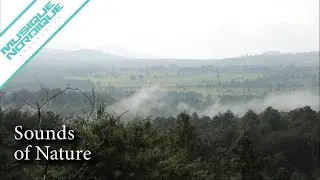 Nature sound, soothing sounds, relaxing sound, meditation, stress relief - Birds of Mexico -1hr
