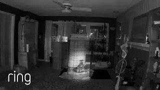 Restless Greyhound Puppy in a Crate Calmed by Lullaby | RingTV