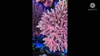 No.4 RARE CULTURED LIVE CORAL, PHILIPPINES 🇵🇭