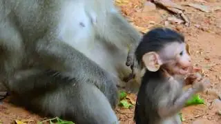 Poor Alba Some So Hungry But Mom Not Give Milk | I Am Your Girl Mom Do Not Do Like This