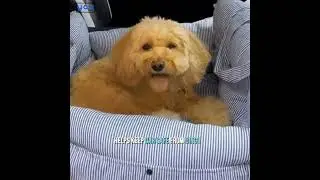 Dog Travel Seat Version