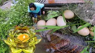 Exploring the riverbed giant clam, unexpectedly discovered a precious 1500 year old heritage pearl