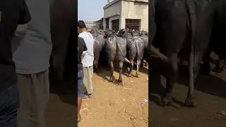 This Buffalo Is HUGE! 😱 Farm Life in Real Life #shortsfeed #meatmarket #buffalo #bull #cow #animals