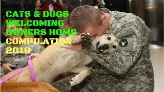 Cats And Dogs Welcoming Owners Home Compilation 2018