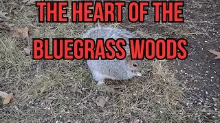 The Heart of the Bluegrass Woods: Meet Kentucky&rsquo;s Grey Squirrel