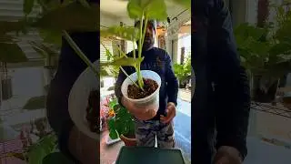 Try This❗️ #plantcaretips #plantlove #gardening #plantstyle #indoorplants #plantlife
