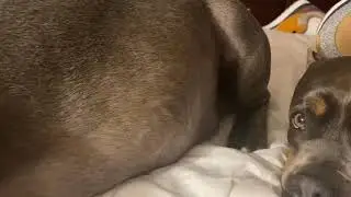 Day 52 pregnant dog Very active puppies moving!(MUST WATCH) hit subscribe