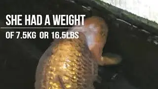 THE OLDEST CARP IN THE WORLD   KOI HANAKO   HISTORY of a 226 year old fish