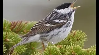 Amazing Migration: Blackpoll Warbler