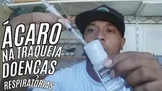 &Aacute;CARO NA TRAQUEIA UM TERROR NA VIDA DAS AVES! COMO TRATAR?