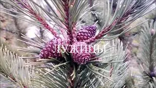 Лужицы