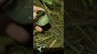 Catch Snail Rice Field