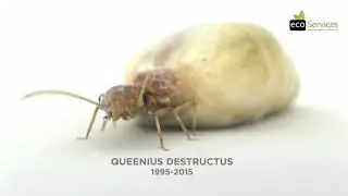 Termite Life Span