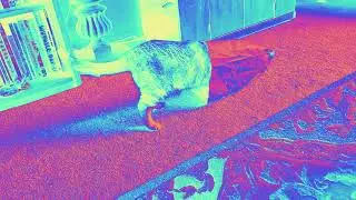 Die Softly - Contact