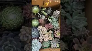 Tipos de suculentas #fypシ #fyp #plantas #candybu #suculentas #nature #cactus #cactuslove #parati