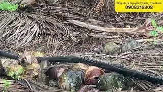 Green coconut garden uses Nguyen Thach The Rock sprinkler pipe, very smooth No. 1