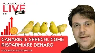 Canarini e sprechi: consigli su come risparmiare denaro