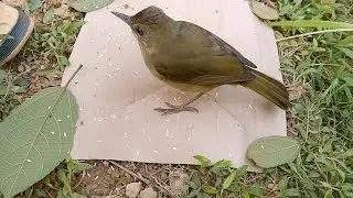  simple bird trap made using a cardboard sheet, 🐦/youtube/karnataka 