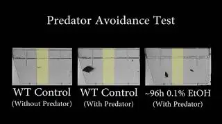 Zebrafish predator avoidance assay