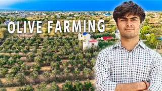 1000 साल तक प्रॉफिट देने वाली खेती💵 | Profitable Farming Business | Olive Farming 🫒 | Explorersathi