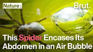 The Diving Bell Spider Encases Its Abdomen in an Air Bubble