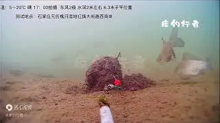 钓鱼使用蚯蚓打窝效果如何？槐河湿地实测，水下镜头拍摄诱鱼情况