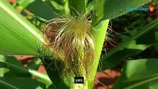 See How Joshua Mutethia in Meru County is Thriving with Organic Farming!