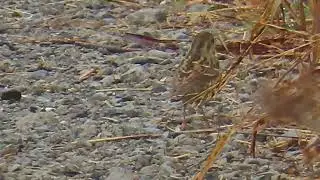 アオジ_59_水浴び_癒し_多摩川_Black-faced bunting_4K