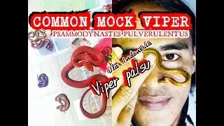 REVIEW COMMON MOCK VIPER (PSAMMODYNASTES PULVERULENTUS)