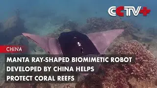 Manta Ray-Shaped Biomimetic Robot Developed by China Helps Protect Coral Reefs