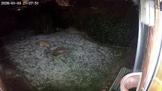 Wild fox in the garden