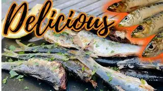 Pier Fishing SARDINES!  Everything you wanted to know!  Delicious Catch & Cook!