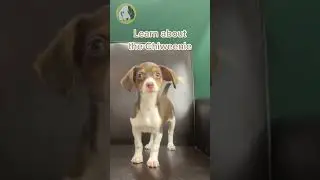 Chiweenie Puppies