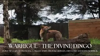 THE GREAT OCEAN ROAD WILDLIFE PARK PROJECT - 'WARRAGUL - THE DIVINE DINGO' 2024