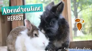 Abendroutine im Herbst 🌒🍁 bei den Kaninchen | Kaninchenstar