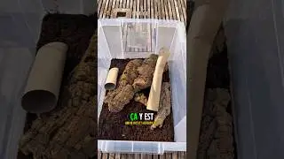 On va avoir des b&eacute;b&eacute;s ?? Merci @D@DjoAnt-zt6wqinsect #aquarium #breeding #terrarium #animal #reptile