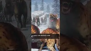 WOLF101 ② | Why Do Wolves Howl? To find mates or to warn others?