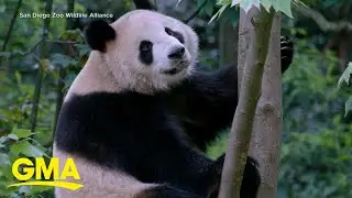 Chinese giant pandas head to San Diego Zoo