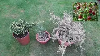 Чилийская гуава / Ugni Molinae, красивый кустарник, который может давать съедобные плоды.
