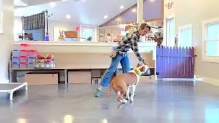 About Clicker Training