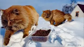 Почему #Сибирские_кошки Снега не боятся? По тропе идет Оранжевый кот #siberian_cats #kitten #cats