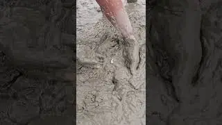 Amazing Eel Fishing in Deep Mud By Hand