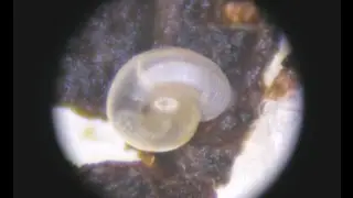 Punctum minutissimum (I. Lea, 1841) Small Spot Snail