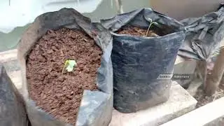 Transplanting white radish plants